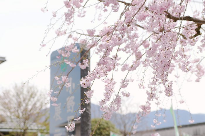 小野石材店前のしだれ桜