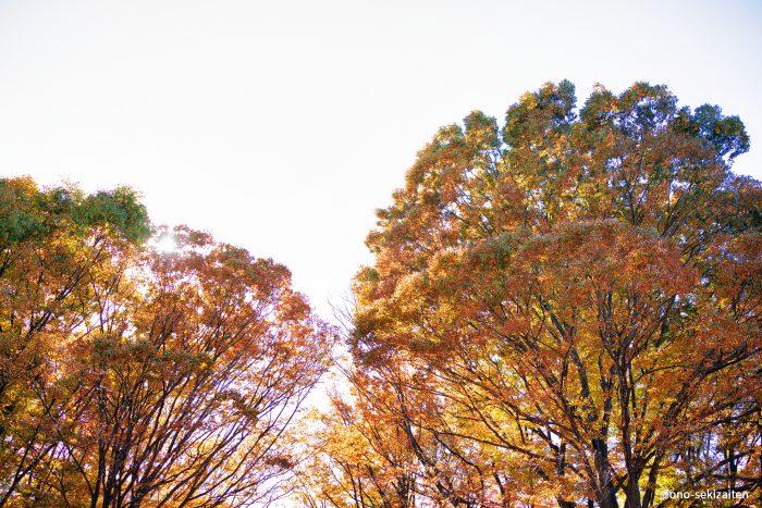 即位礼正殿の儀で感じた、祖先崇拝と先祖供養の日本の美しい文化、そしてお墓参りのこと。