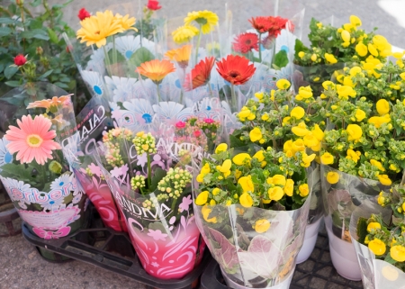小野石材店　感謝フェア　季節の鉢花プレゼント