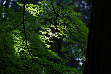 京都の風景　小野石材店ブログ