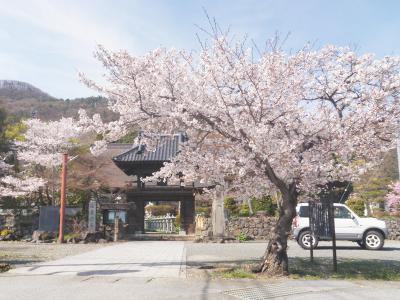 法泉寺　桜