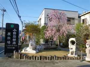 桜に雪