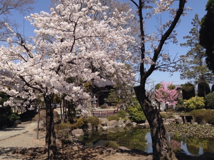 満開の桜並木