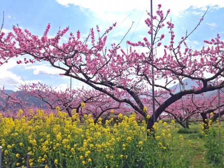 ピンクの絨毯～桃の花～